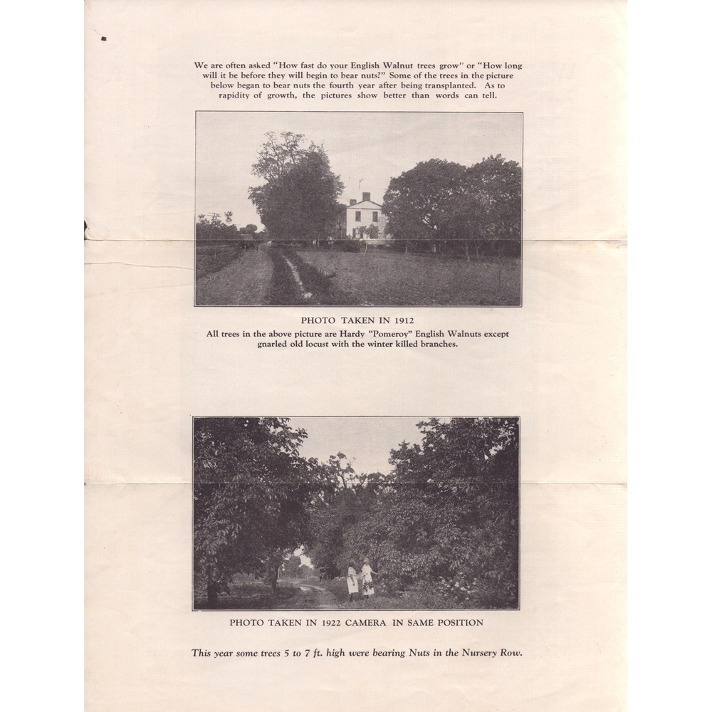 Vintage 1920s Pomeroy English Walnut Farms Lockport NY Tri-Fold Brochure Ad - Picture 6 of 6